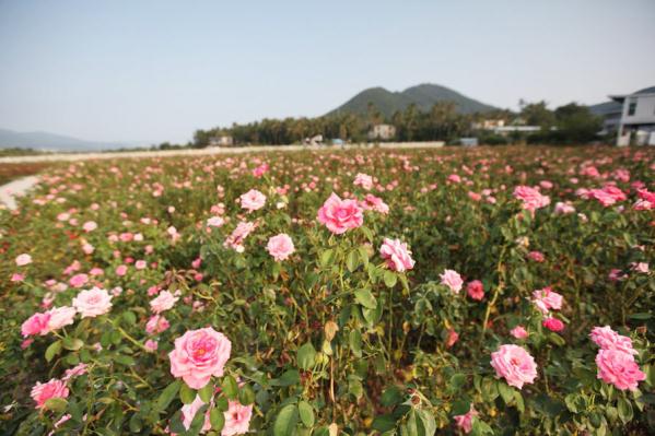Flowers bloom in the rose valley in Yalong Bay. [Photo by Zhang Qiang/provided to chinadaily.com.cn]