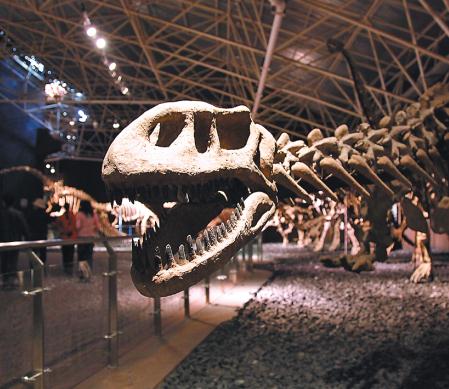 Excavated skeletons of dinosaurs at China's Jurassic ParkYunnan's Lufeng Dinosaur Valley outside Kunming. (Photo provided to China Daily)
