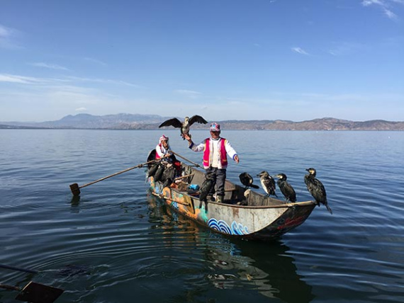 A fisherman on Erhai Lake shows tourists how his trained cormorants catch fish. Mike Peters / China Daily  