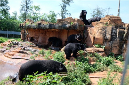 Black bears are among the animals seen on a safari tour at Hainan Tropical Wildlife Park and Botanical Garden, June 9, 2015. Photo by Huang Yiming/China Daily