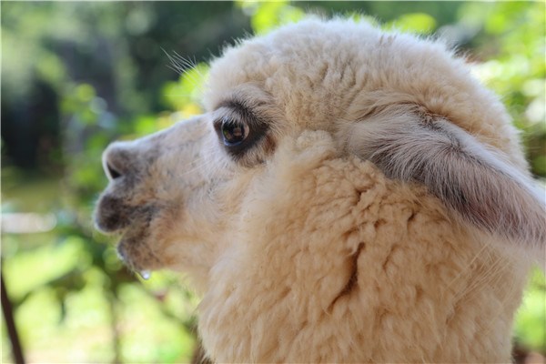 An alpaca is seen up close. Photo by Wang Hao/China Daily