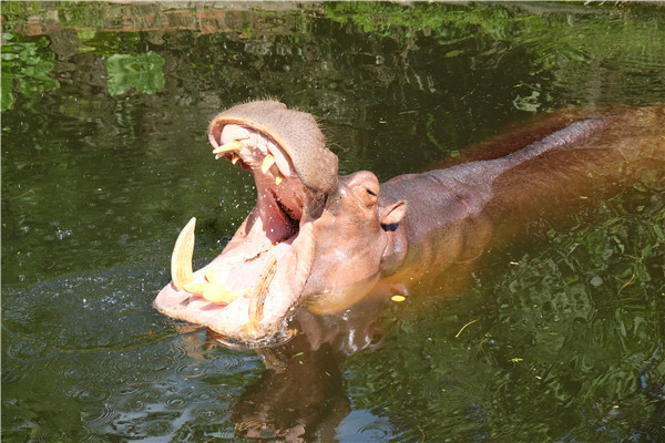 A hippo catches food from tossed by visitors at Hainan Tropical Wildlife Park and Botanical Garden, June 9, 2015. Photo by Huang Yiming/China Daily