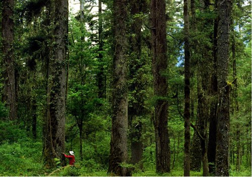 Xu Fengxiang (in red) makes a field research in the Gangxiang Spruce Forest in the 1980s. (Photo provided to chinadaily.com.cn)