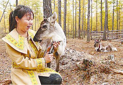 The Ewenki people consider reindeer as part of their family.