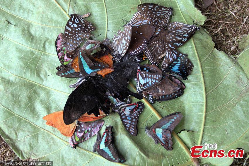 Butterflies used as publicity stunt, numerous death in two days(1/5
