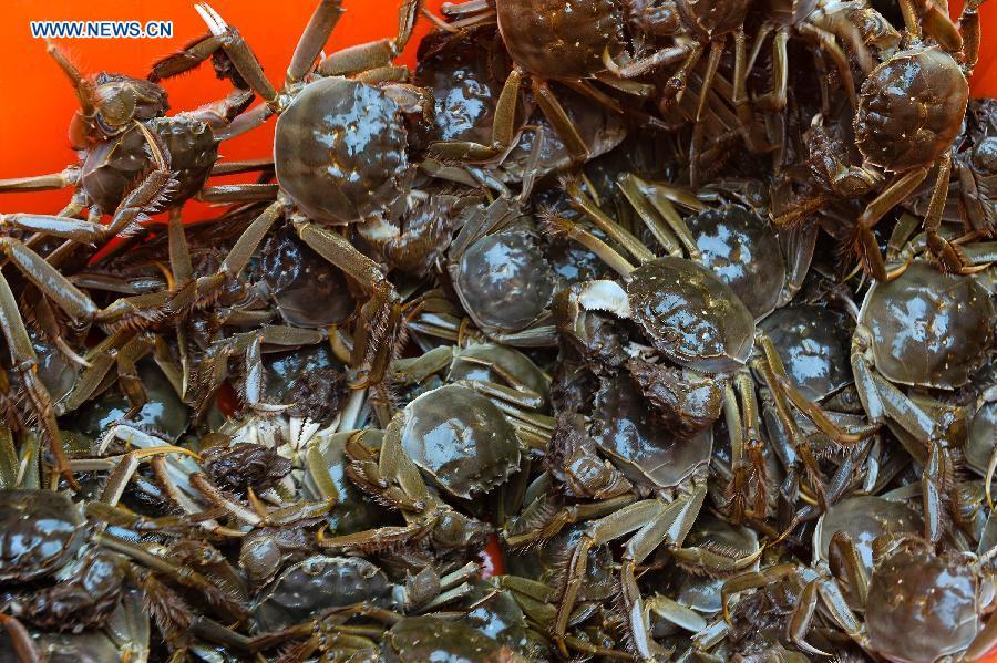 Crab harvest in China's Yangcheng Lake(5/8) Headlines, features