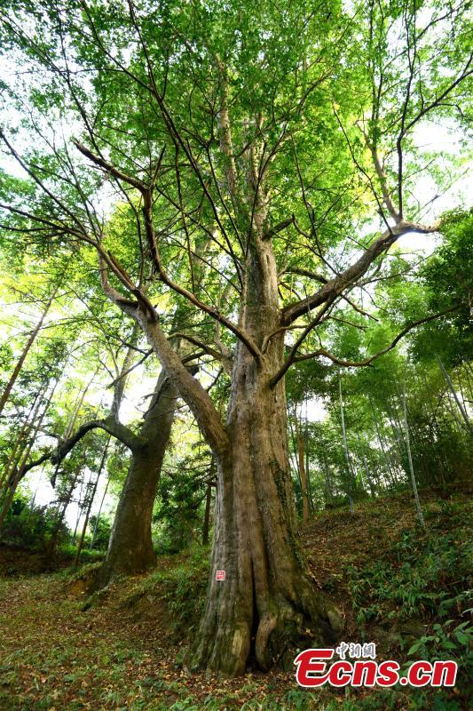 Asia's largest Taxus chinensis found in SW China county(1/4) - Headlines,  features, photo and videos from ecns.cn|china|news|chinanews|ecns|cns