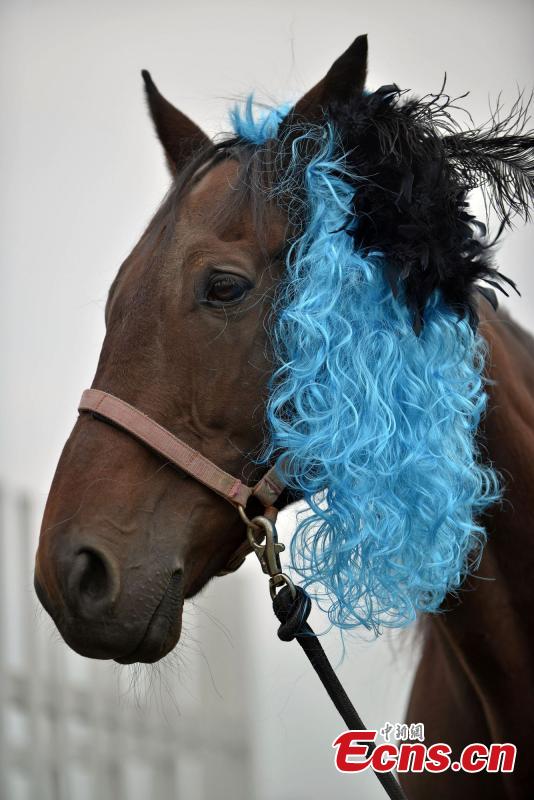 Horses get prepared for racing with fashion hairstyles (3 ...