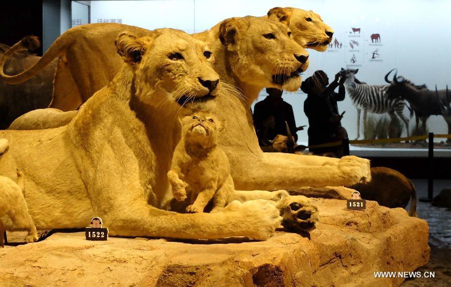 Wild animal specimens exhibited in Shandong Museum(4/10) Headlines