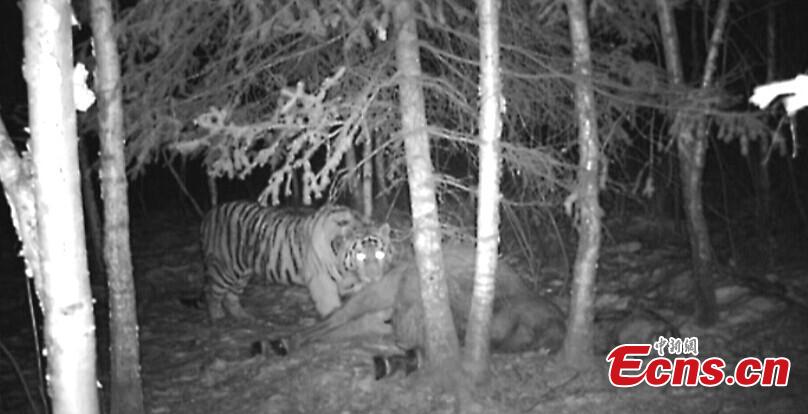 Photos of wild siberian tiger eating livestock captured(1/2