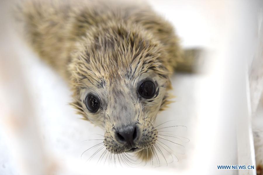 Lovely newlyborn harbor seal calf at Sunasia Ocean World(2/6