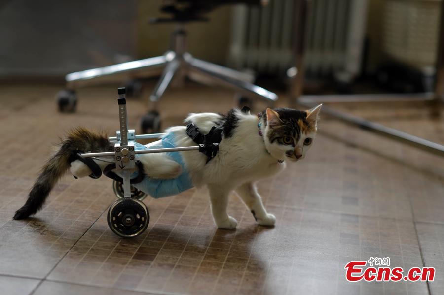 Disabled kitten walks with wheelchair assistance(1/6) Headlines