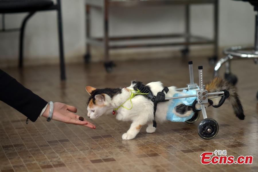 Disabled kitten walks with wheelchair assistance(1/6) Headlines