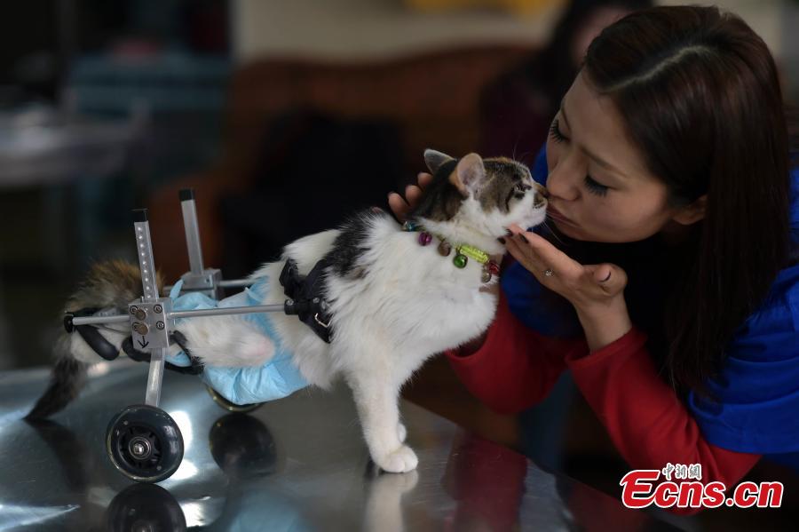 Disabled kitten walks with wheelchair assistance(1/6) Headlines, features, photo and videos