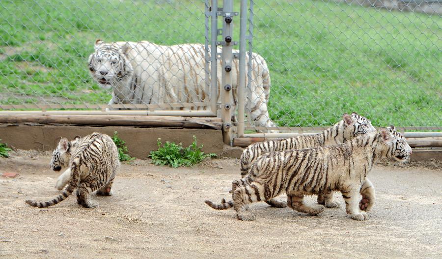 White tiger triplets make 1st public appearance at Qingling Wildlife Park(1/5)