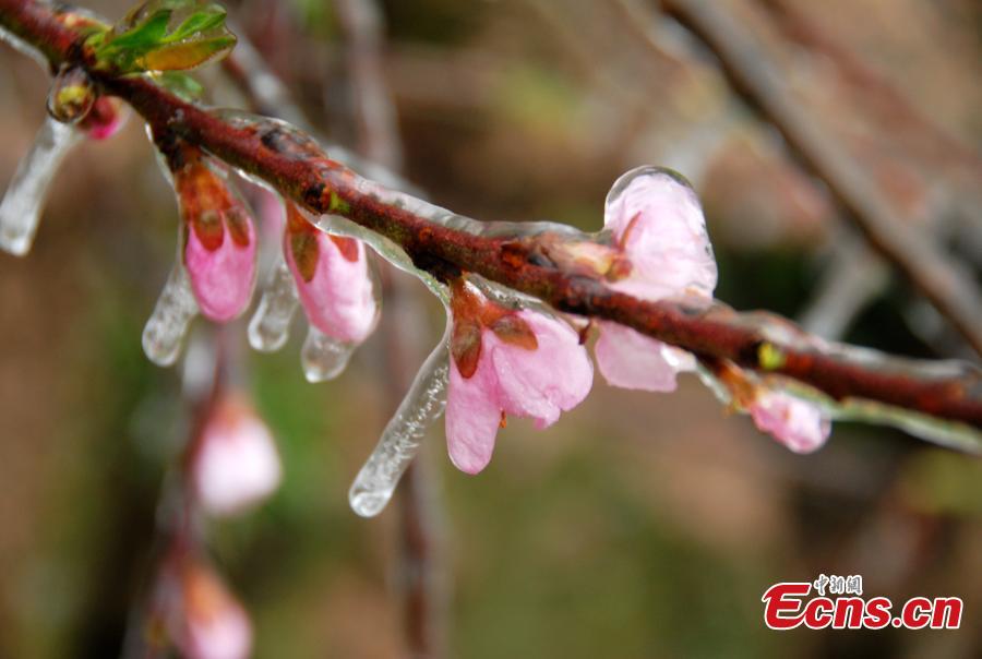 Huangshan Mountain puts on a coat of icicles (1/4)