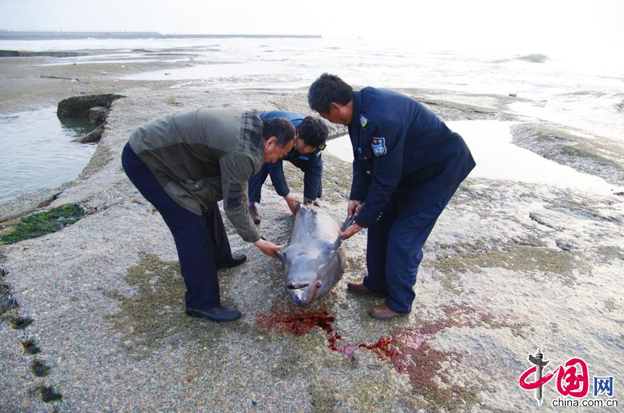 Endangered finless porpoise found dead in E. China(1/3)