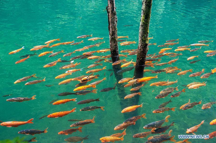 Fish swim in stream by Qianfo Mountain in east China (1/2)