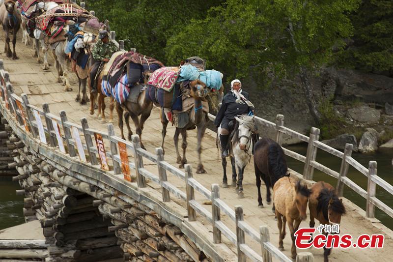 Seasonal livestock migration in Altay, Xinjiang(2/4)