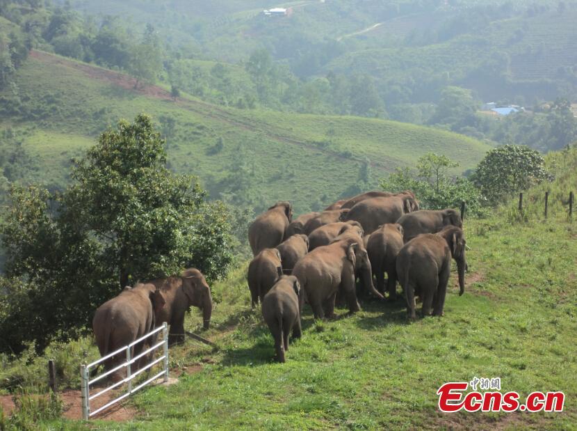 19 wild Asian elephants visit coffee plantation in Yunnan(1/3)