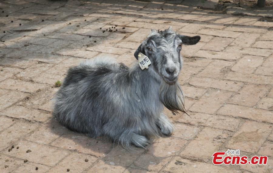 Cloned goat Yangyang turns 15(1/4)