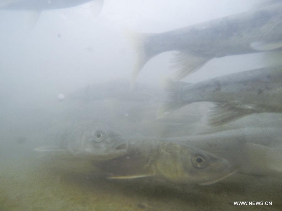 Adult migratory naked carps seen in Qinghai Province(1/10)
