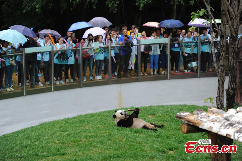 Pandas meet the public for the first time in NE China(1/6)