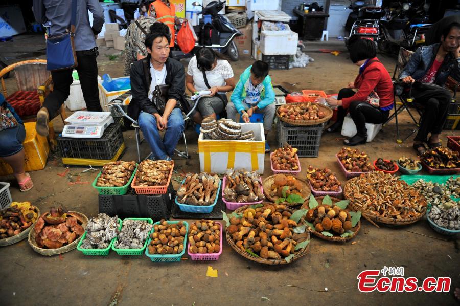 Mushroom prices fall in Yunnan province(1/4)