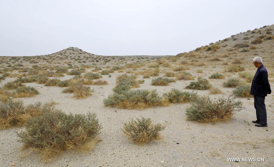Rare plant tetraena mongolica in Ningxia(1/5)