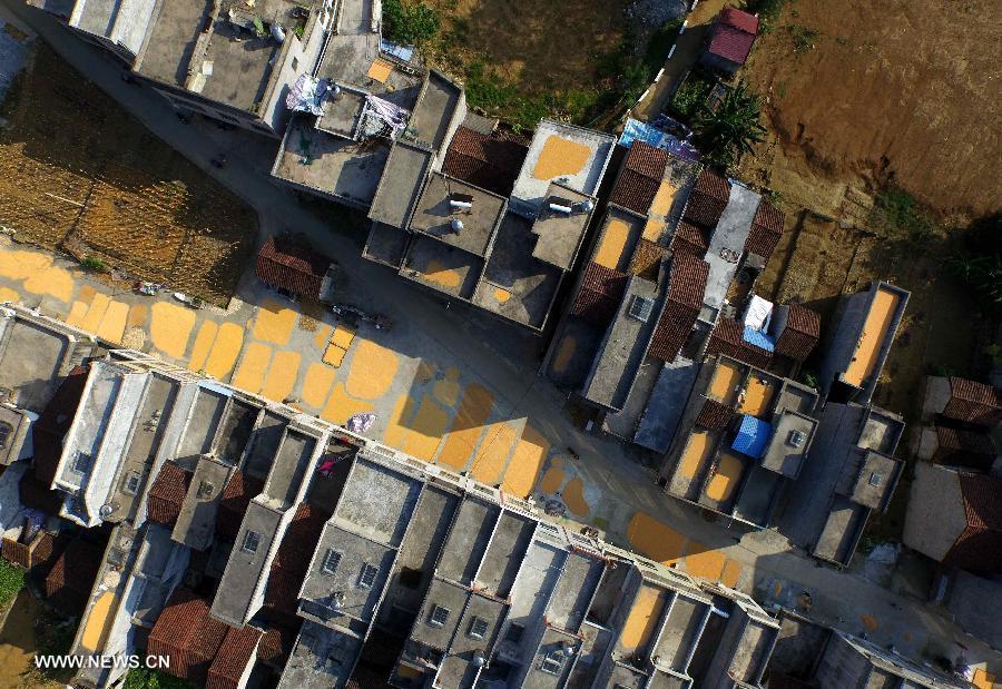 Corn drying in the sun in S China(1/8)