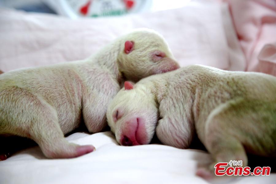 Polar bear gives birth to twin cubs(1/6)