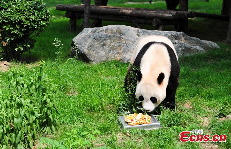 Giant panda Ding Ding celebrates 5th birthday in Jinan(1/3)