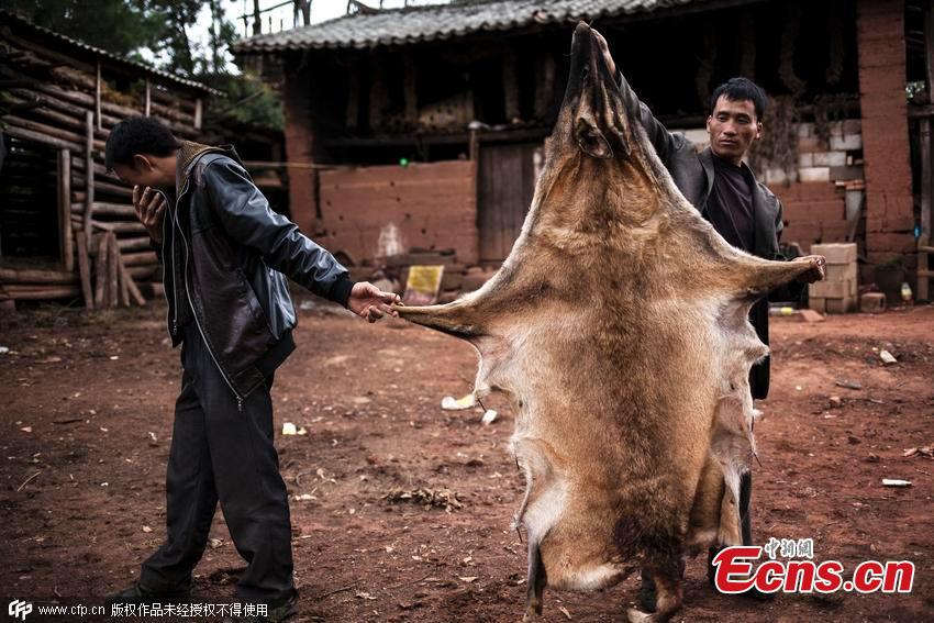 Villagers claim traces of wolves, leopards in SW China(1/3)