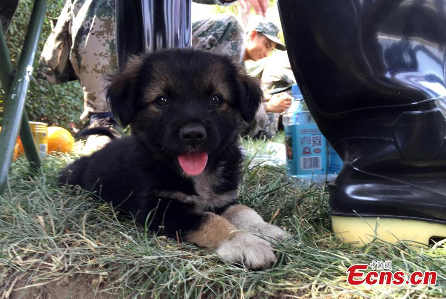A puppy was recused by a unit of anti-chemical warfare soldiers from the explosions site in Binhai New Area of Tianjin municipality, Aug 16, 2015. The rescuers named the dog Shenghua, which means biochemical. (Photo: China News Service/Liao Pan)