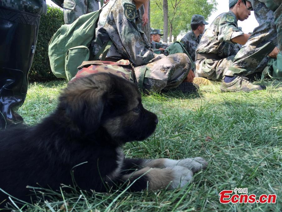 A puppy was recused by a unit of anti-chemical warfare soldiers from the explosions site in Binhai New Area of Tianjin municipality, Aug 16, 2015. The rescuers named the dog Shenghua, which means biochemical. (Photo: China News Service/Liao Pan)