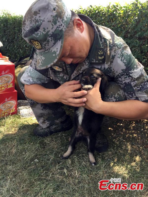 A puppy was recused by a unit of anti-chemical warfare soldiers from the explosions site in Binhai New Area of Tianjin municipality, Aug 16, 2015. The rescuers named the dog Shenghua, which means biochemical. (Photo: China News Service/Liao Pan)