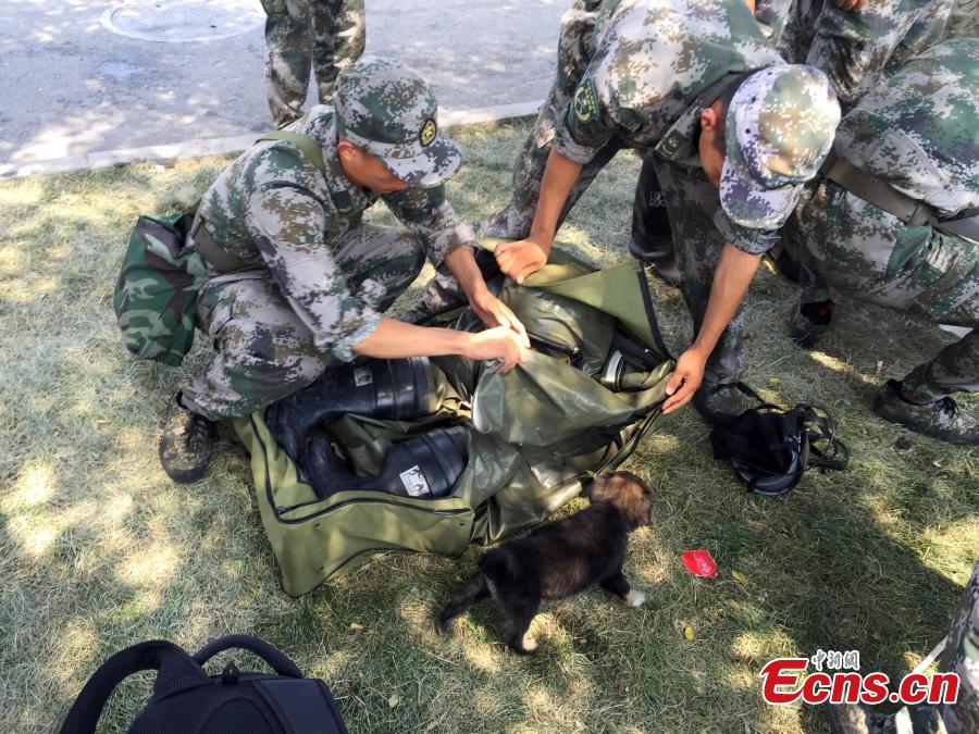 A puppy was recused by a unit of anti-chemical warfare soldiers from the explosions site in Binhai New Area of Tianjin municipality, Aug 16, 2015. The rescuers named the dog Shenghua, which means biochemical. (Photo: China News Service/Liao Pan)