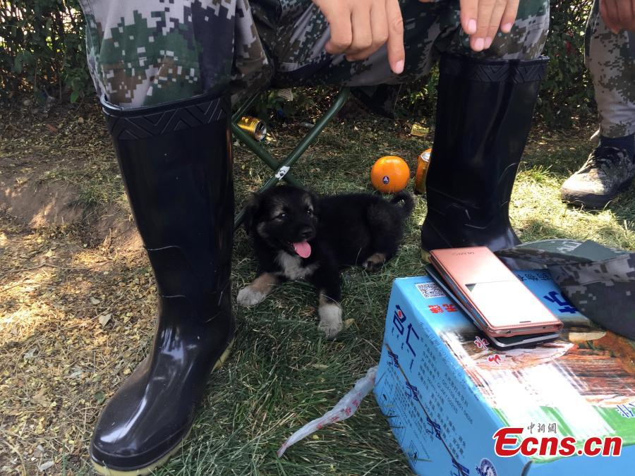 A puppy was recused by a unit of anti-chemical warfare soldiers from the explosions site in Binhai New Area of Tianjin municipality, Aug 16, 2015. The rescuers named the dog Shenghua, which means biochemical. (Photo: China News Service/Liao Pan)