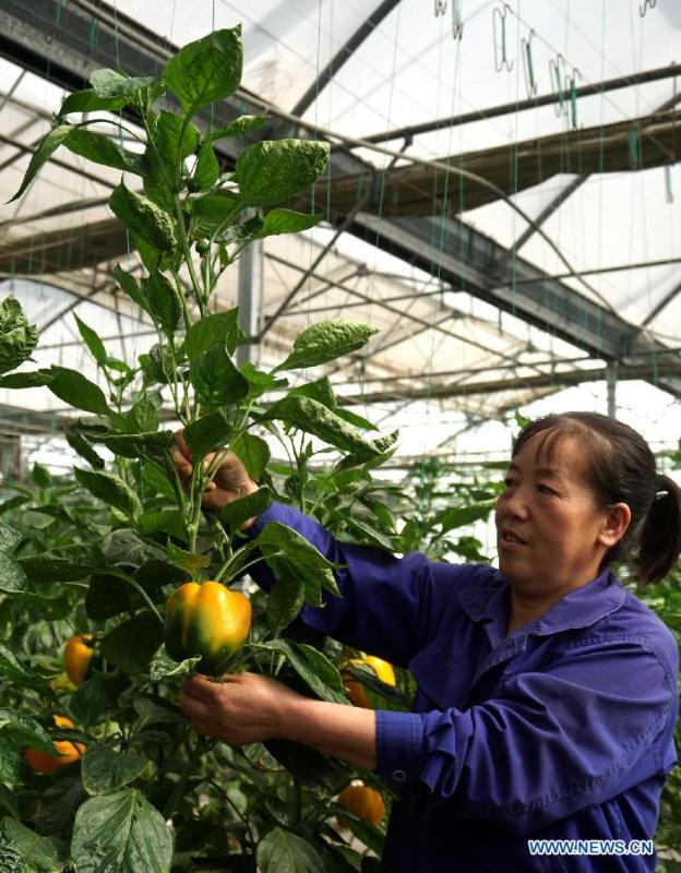 Space breeding technology used in Gansu(1/2)