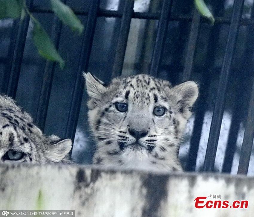 Rare snow leopard cub turns 100 days old(1/3)