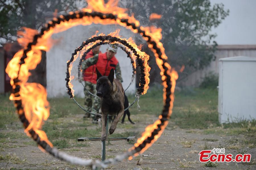 Fire and rescue dogs take part in training exercise(1/5)