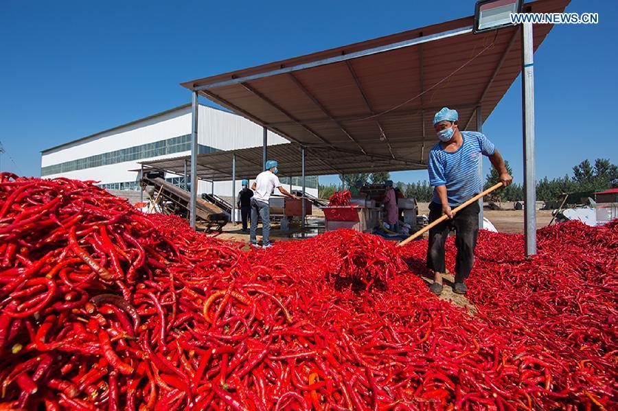 Harvest season colored by ripe crops around China (1/5)