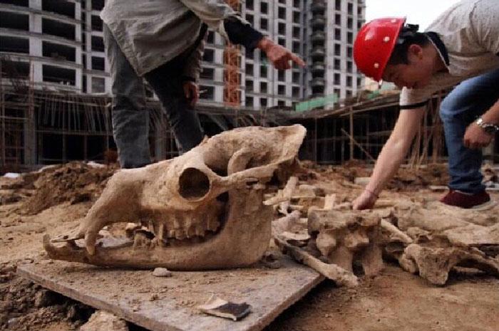 Giant animal fossils found at building site in Lanzhou(1/5)