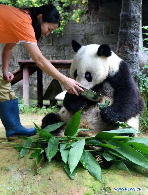 Centenarian panda to invite 50 VIPP to upcoming birthday party (1/3)