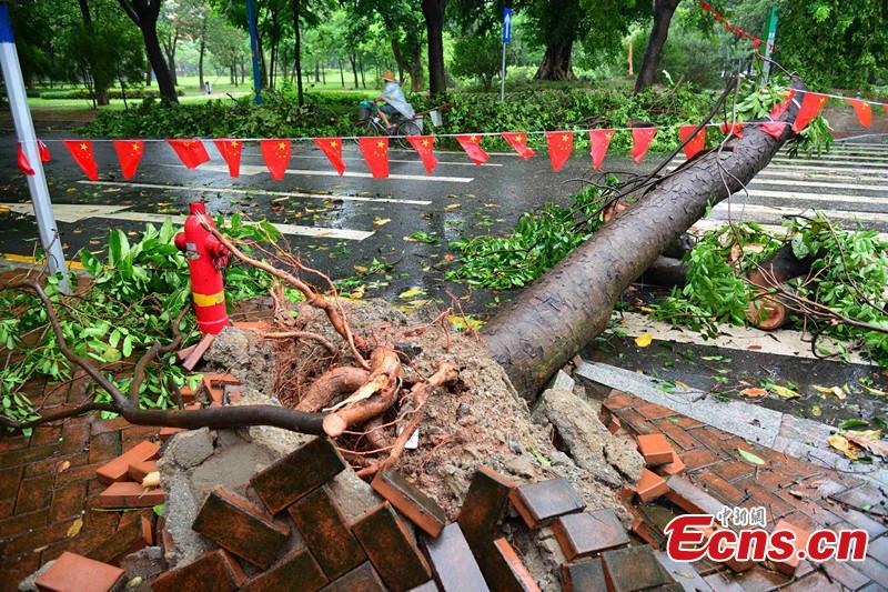 Typhoon Mujigae attacks Guangdong(1/1)