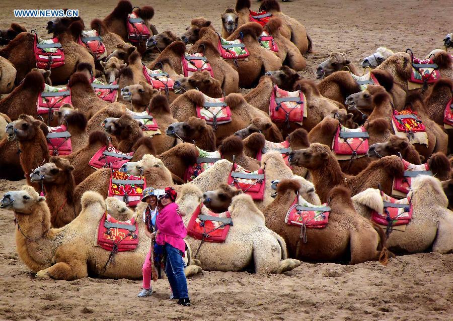 Photo taken on Sept. 10, 2015 shows people taking photos with camels at the Shahu Lake scenic spot in northwest China\'s Ningxia Hui Autonomous Region. Desert Tourism in northwest China attracts a large number of tourists from home and abroad.  (Photo: Xinhua/Wang Song)