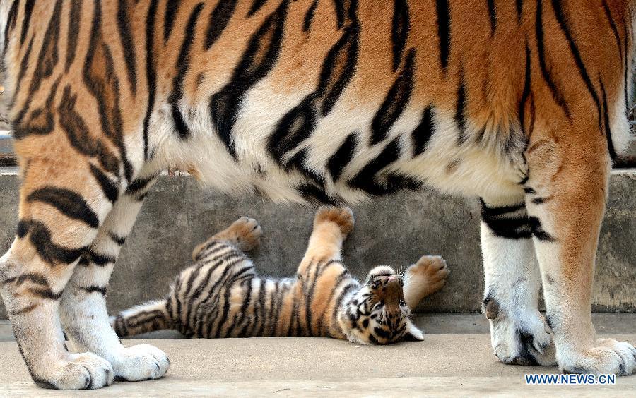 Siberian tiger cub plays at Suzhou Zoo(1/5)