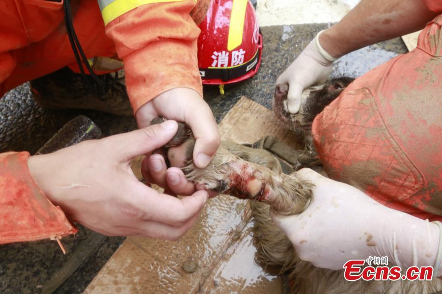 Wounded sniffer dogs fulfill duty at landslide site (1/4)