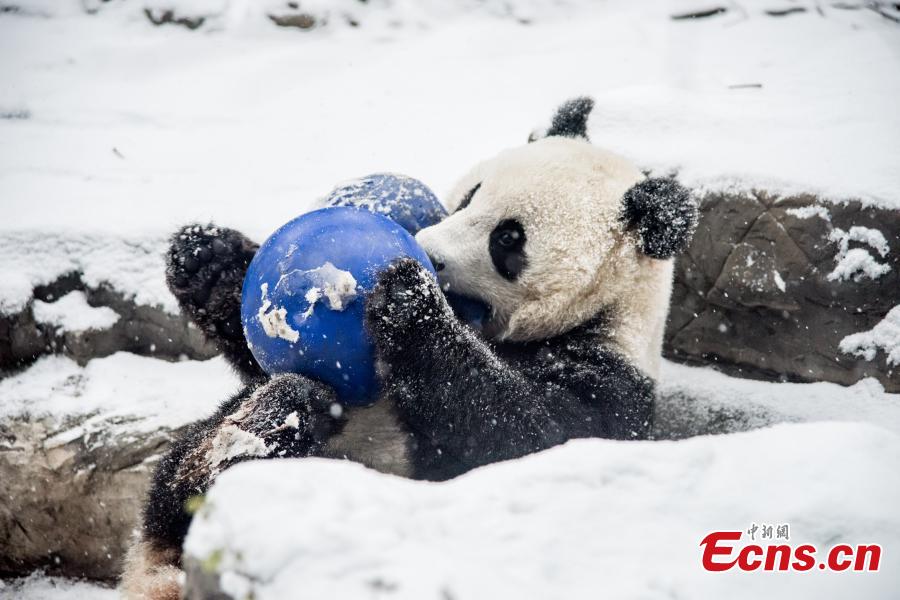 A panda plays with a ball in the Beijing Zoo amid snow on November 24, 2015. Heavy snowfall started to hit a vast area of North China from Sunday. (Photo/CFP)