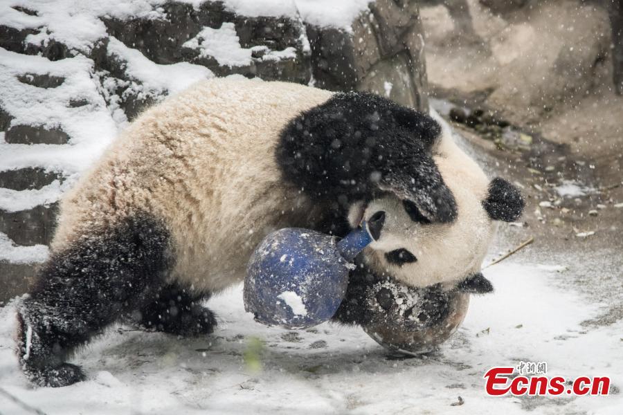 A panda plays with a ball in the Beijing Zoo amid snow on November 24, 2015. Heavy snowfall started to hit a vast area of North China from Sunday. (Photo/CFP)